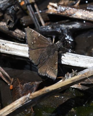 Northern Cloudywing: Cecropterus pylades