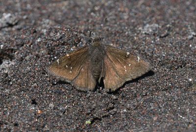 Northern Cloudywing: Cecropterus pylades