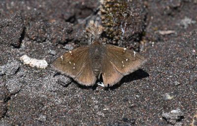 Northern Cloudywing: Cecropterus pylades