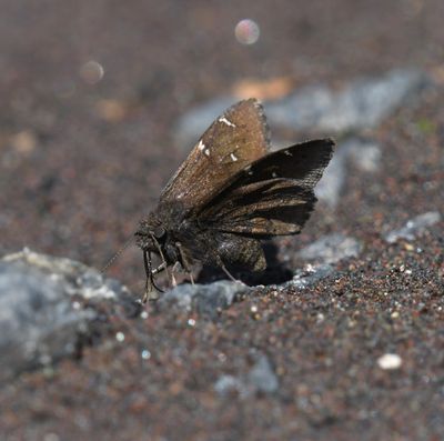 Northern Cloudywing: Cecropterus pylades