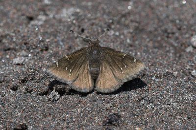 Northern Cloudywing: Cecropterus pylades