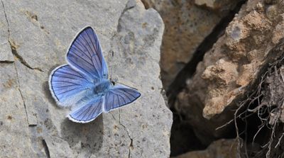 Blue Copper: Lycaena heteronea