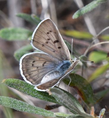 Blue Copper: Lycaena heteronea