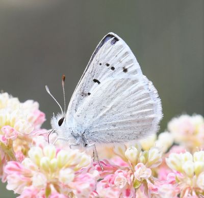 Blue Copper: Lycaena heteronea