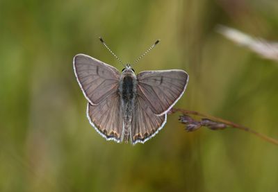 Edith's Copper: Lycaena editha