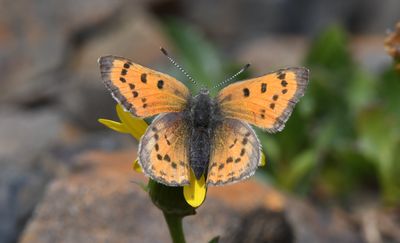 Lustrous Copper: Lycaena cupreus