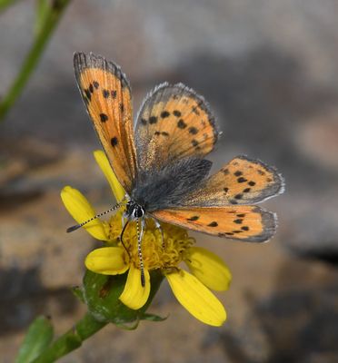 Lustrous Copper: Lycaena cupreus