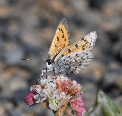 Lustrous Copper: Lycaena cupreus