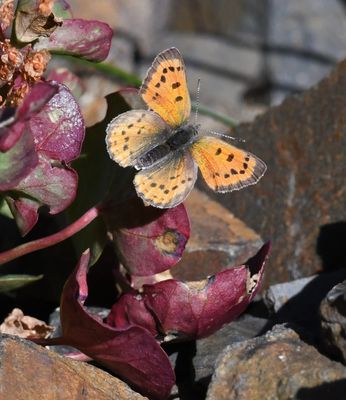 Lustrous Copper: Lycaena cupreus