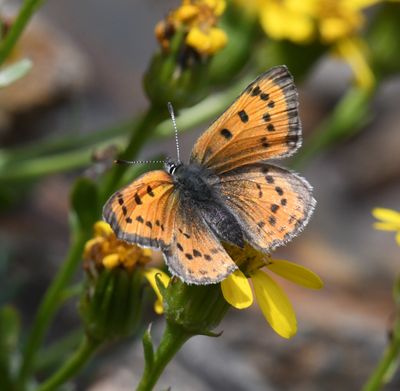 Lustrous Copper: Lycaena cupreus