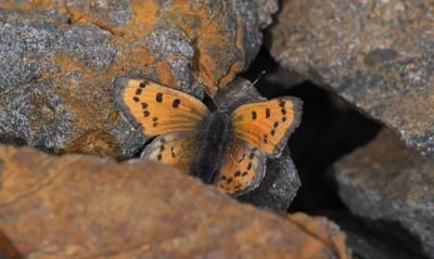 Lustrous Copper: Lycaena cupreus