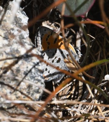 Lustrous Copper: Lycaena cupreus