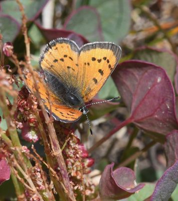 Lustrous Copper: Lycaena cupreus