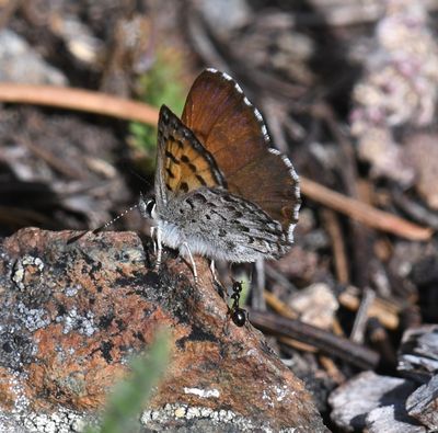 Mariposa, Copper: Lycaena mariposa and Ant