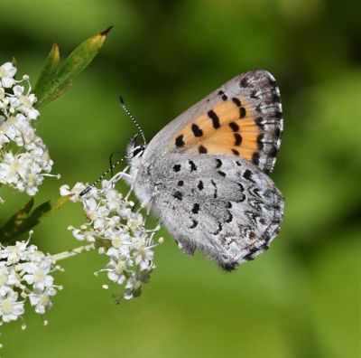 Copper, Mariposa