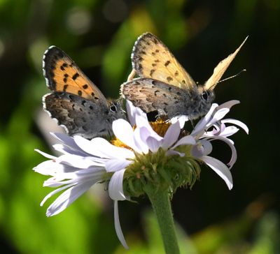 Mariposa, Copper: Lycaena mariposa