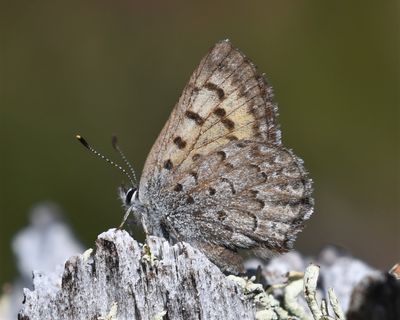 Mariposa, Copper: Lycaena mariposa
