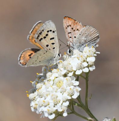 Ruddy Copper: Lycaena rubidus