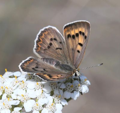 Ruddy Copper: Lycaena rubidus