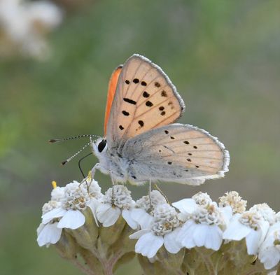 Ruddy Copper: Lycaena rubidus