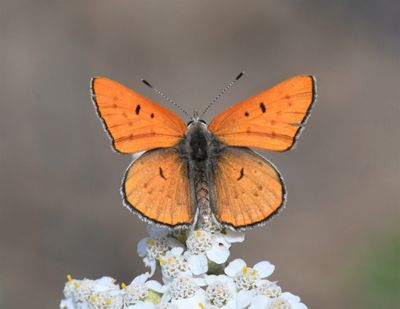 Ruddy Copper: Lycaena rubidus