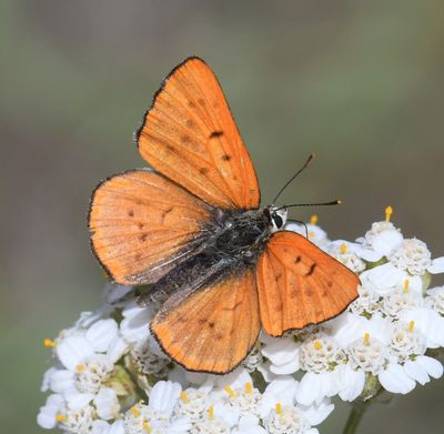 Ruddy Copper: Lycaena rubidus