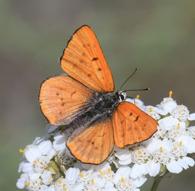 Ruddy Copper: Lycaena rubidus