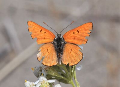 Ruddy Copper: Lycaena rubidus