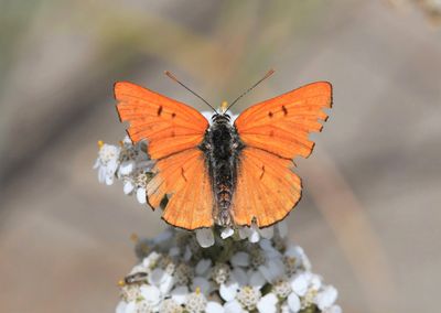 Ruddy Copper: Lycaena rubidus