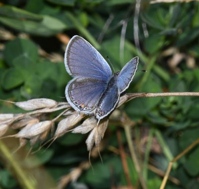 Eastern Tailed Blue: Cupido comyntas