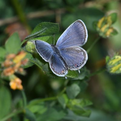 Eastern Tailed Blue: Cupido comyntas