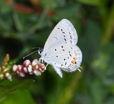 Eastern Tailed Blue: Cupido comyntas