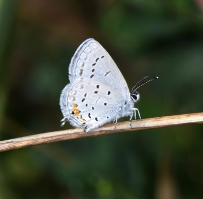 Eastern Tailed Blue: Cupido comyntas
