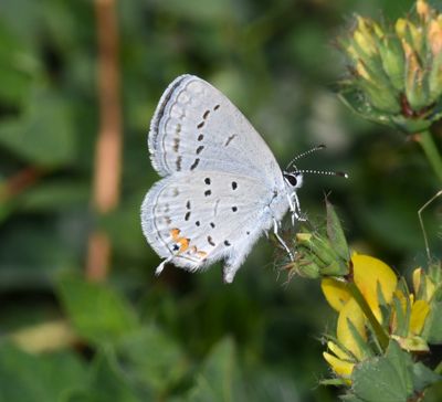 Eastern Tailed Blue: Cupido comyntas