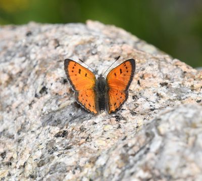 Lustrous Copper: Lycaena cupreus