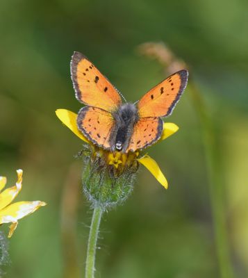 Lustrous Copper: Lycaena cupreus