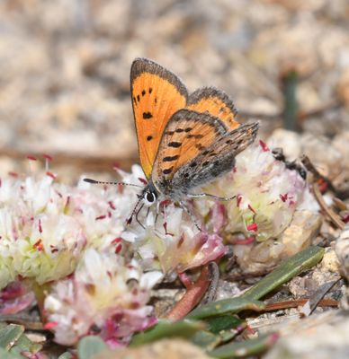 Lustrous Copper: Lycaena cupreus