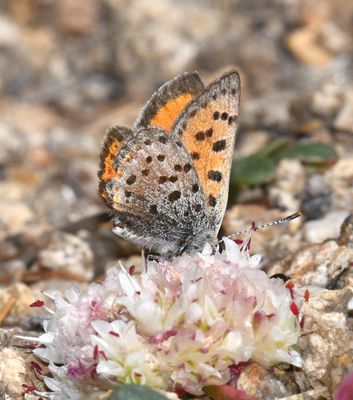 Lustrous Copper: Lycaena cupreus