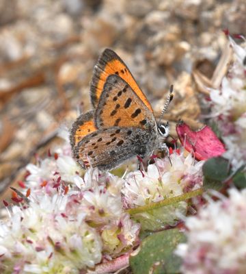 Lustrous Copper: Lycaena cupreus