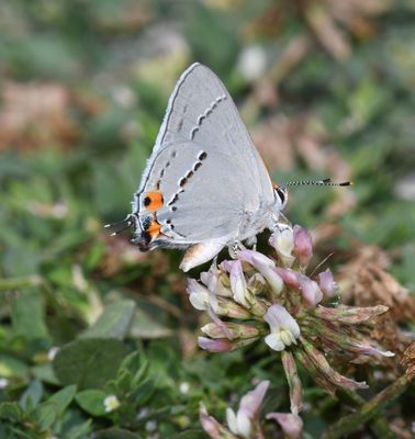 Gray Hairstreak: Strymon melinus