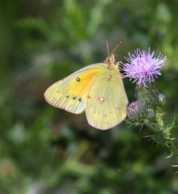 Orange Sulphur: Colias eurytheme