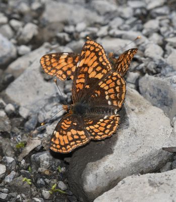 Hoffmann's Checkerspot: Chlosyne hoffmanni