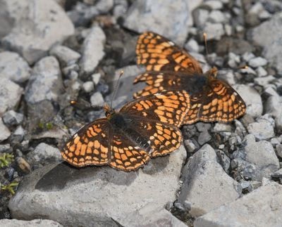 Hoffmann's Checkerspot: Chlosyne hoffmanni