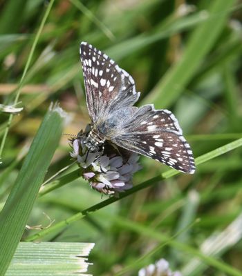 Common Checkered Skipper: Burnsius communis