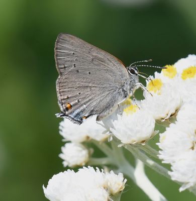 Sylvan Hairstreak: Satyrium sylvinus