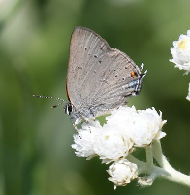 Sylvan Hairstreak: Satyrium sylvinus