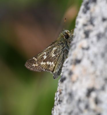 Western Branded Skipper: Hesperia colorado manitoba