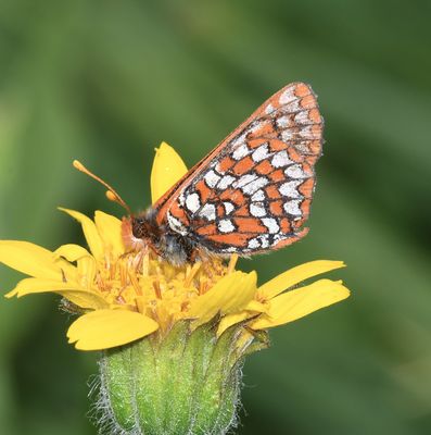 Anicia Checkerspot: Euphydryas anicia