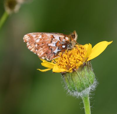 Arctic Fritillary: Boloria chariclea