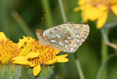 Mormon Fritillary: Speyeria mormonia